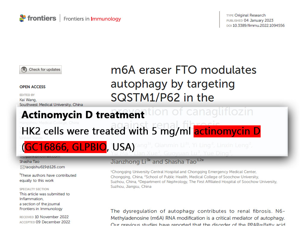 Actinomycin D | RNA polymerase inhibitor | CAS NO.:50-76-0 | GlpBio