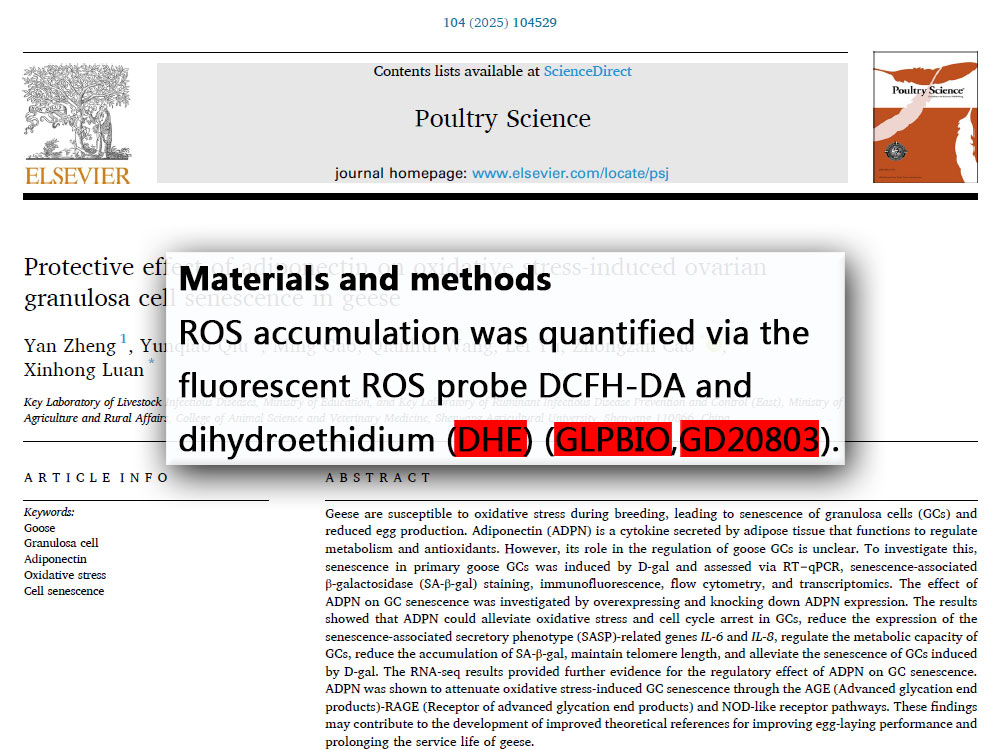ROS fluorescent probe DHE